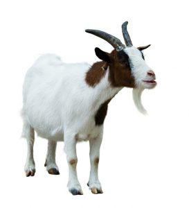 Cubs curse of the billy goat